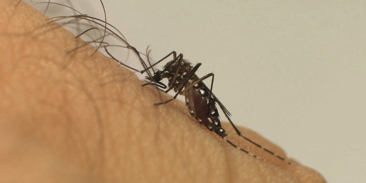 UFG desenvolve método para controle biológico de Aedes aegypti