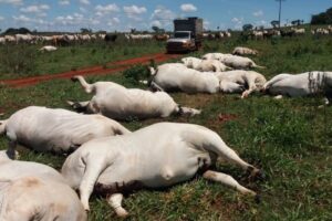 Segundo pecuarista, prejuízo chega a cerca de R$ 170 mil. Fio de energia cai em pasto e mata 34 vacas, na cidade de Caçu