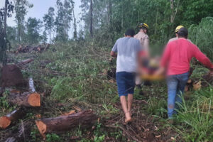 Um trabalhador ficou ferido depois que uma árvore caiu em cima dele, no fim da tarde desta segunda-feira (7). Segundo o Corpo de Bombeiros, a vítima realizava o corte de eucaliptos em uma fazenda, no município de Vila Propício, quando o acidente aconteceu.