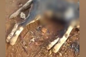 Justiça condena a três anos de prisão homem que esfaqueou e ateou fogo em cão em Paranaiguara