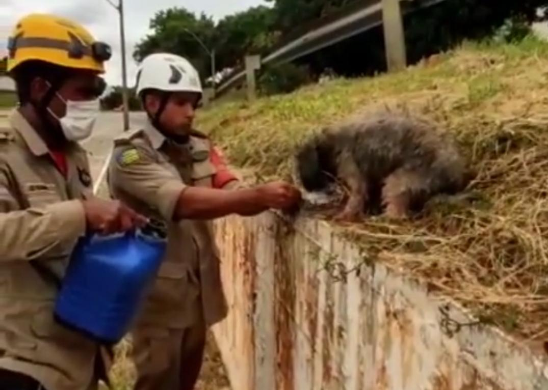 Bombeiros resgatam cachorro que caiu em córrego da Marginal Botafogo em Goiânia