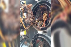 Servidores da prefeitura encontram nova colmeia em semáforo de Goiânia