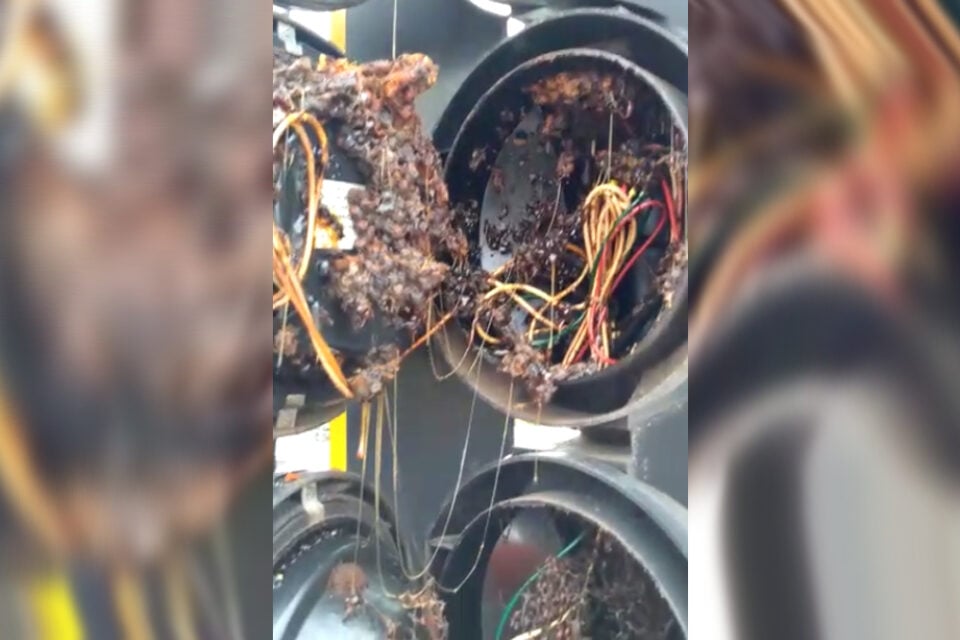 Servidores da prefeitura encontram nova colmeia em semáforo de Goiânia