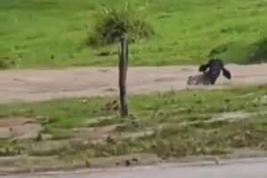 As fortes chuvas ocorridas na manhã de segunda-feira (14) causaram o transbordo do Lago Bonito e alagamento das ruas de Corumbaíba de Goiás. (Foto: reprodução/redes sociais)