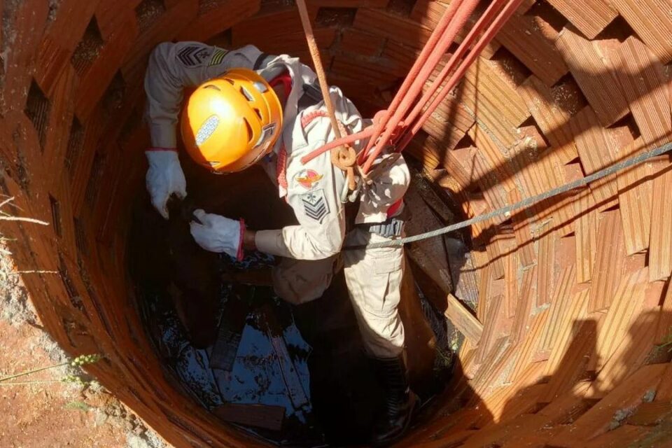 Bombeiros montaram um tripé de sustentação e amarrou cordas no cavalo para puxá-lo