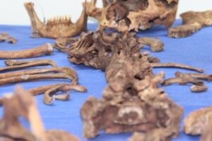 Após 32 anos, termina trabalho de identificação de ossadas de desaparecidos na ditadura. material genético desaparecidos na ditadura