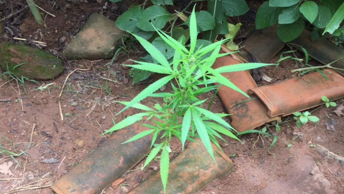 Segundo as investigações, várias denúncias informavam sobre o tráfico de drogas no imóvel.