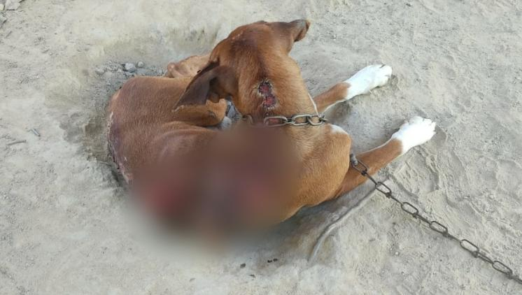 Polícia resgata cachorro com feridas e sem comida na Cidade de Goiás