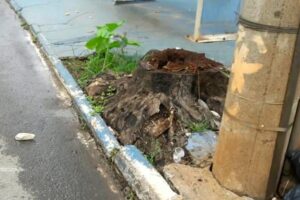 Idosa tropeça em tronco de árvore, cai na rua e é atropelada por um ônibus em Goiânia