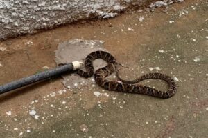 Criança de 5 anos é picada por cobra dentro da sala de aula em Iaciara