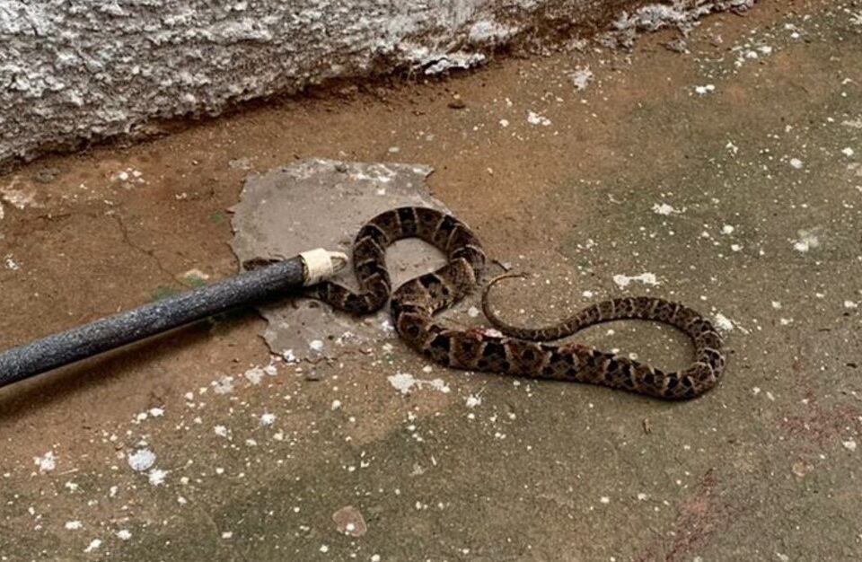 Criança de 5 anos é picada por cobra dentro da sala de aula em Iaciara