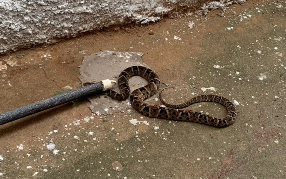 Criança de 5 anos é picada por cobra dentro da sala de aula em Iaciara