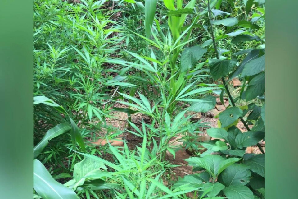 Jovem é preso suspeito de cultivar 14 pés de maconha, em Santa Cruz de Goiás