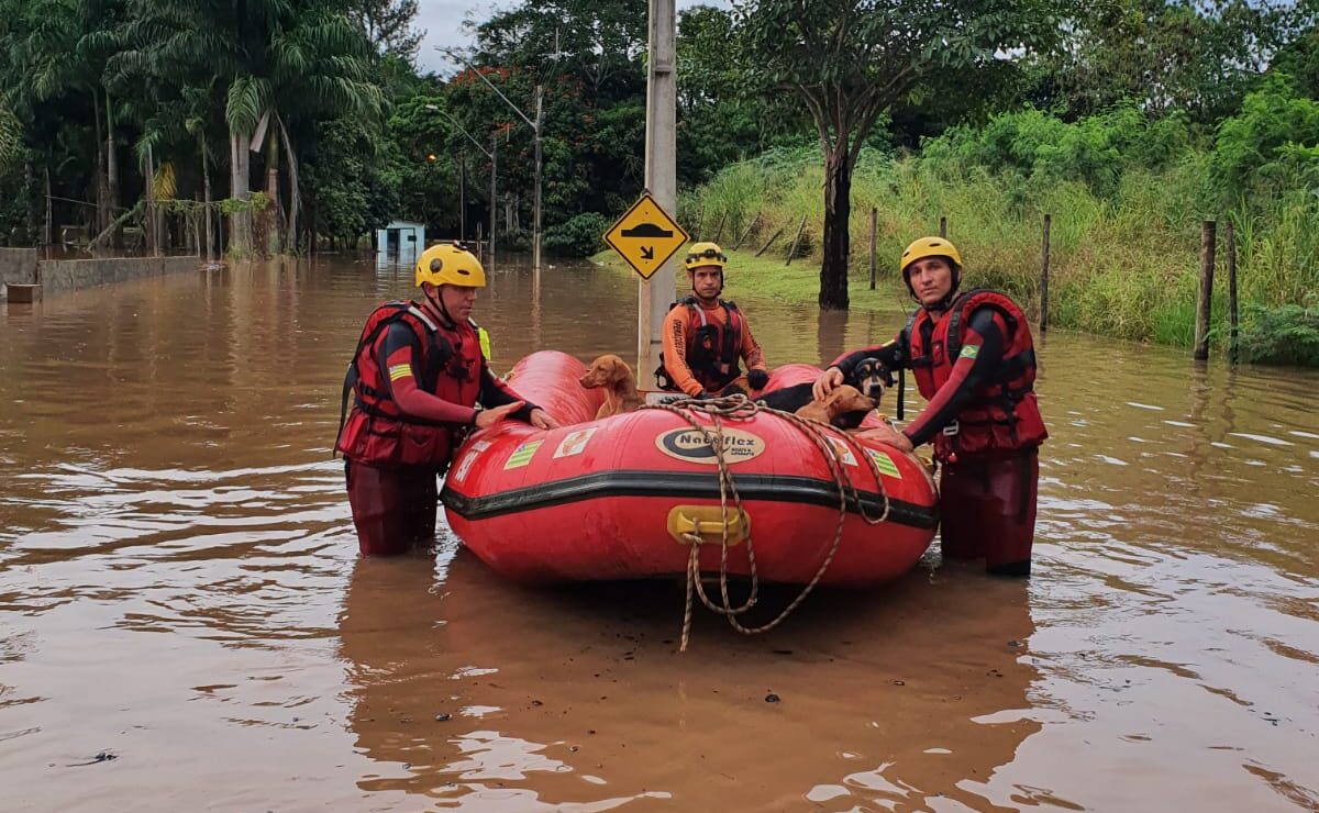 O Corpo de Bombeiros resgatou, na tarde de sábado (19), quatro cães que ficaram ilhados após fortes chuvas no Setor Novo Mundo, em Goiânia.