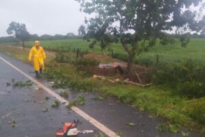 Corpo de Bombeiros foi acionado para a ocorrência. Queda de árvore bloqueia GO-210, entre Goiandira e Nova Aurora
