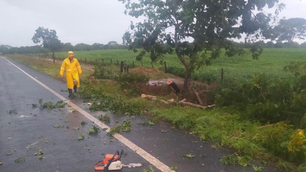 Corpo de Bombeiros foi acionado para a ocorrência. Queda de árvore bloqueia GO-210, entre Goiandira e Nova Aurora