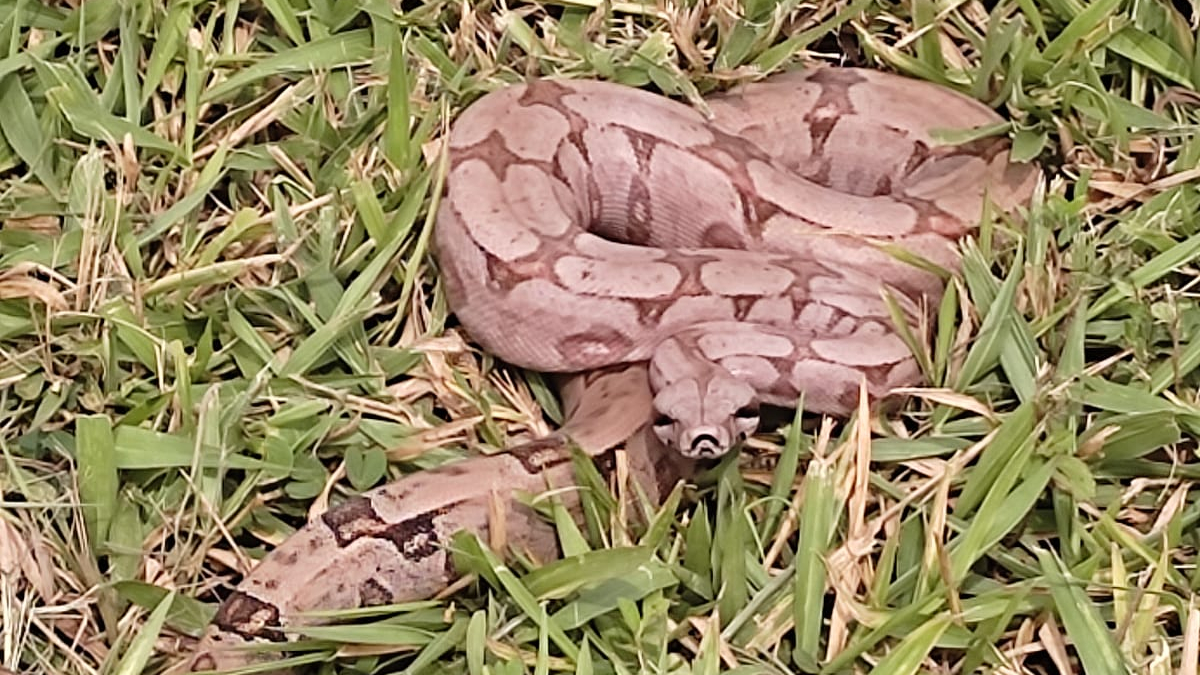 Jiboia é resgatada enquanto atravessava GO-403, em Senador Canedo