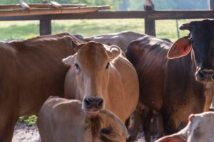 Polícia prende “empresário” por aplicar golpes em criadores de gado em cinco cidades de Goiás