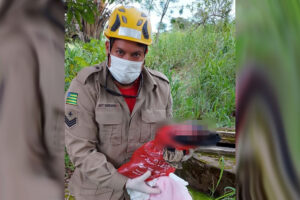 Recém-nascida é abandonada em terreno baldio de Santo Antônio do Descoberto