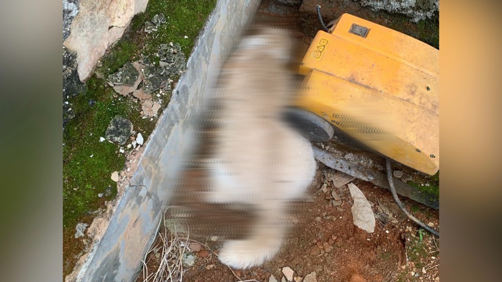 Os envenenamentos ocorrem desde o dia 12 de fevereiro de 2022, no Centro da cidade