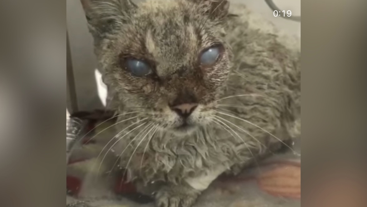 Os protetores ainda não sabem dizer se a cegueira é ou não irreversível