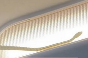 Vídeo: Piloto faz pouso de emergência após cobra ser encontrada em avião