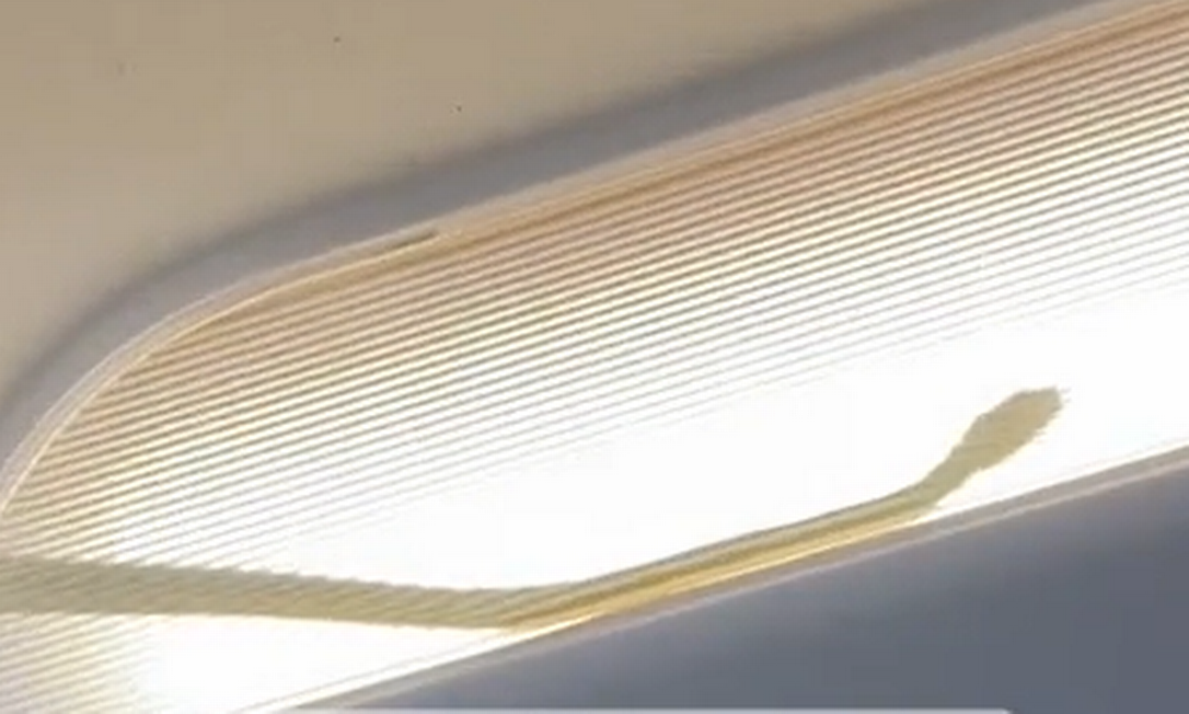 Vídeo: Piloto faz pouso de emergência após cobra ser encontrada em avião
