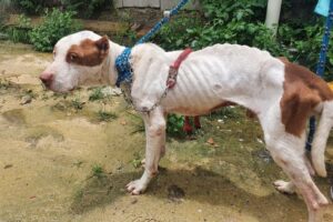 Pitbull é resgatado debilitado dentro de casa abandonada em Minas Gerais