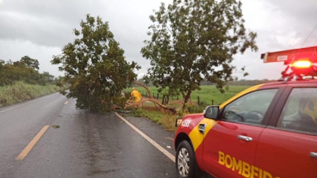 Corpo de Bombeiros foi acionado para a ocorrência. Queda de árvore bloqueia GO-210, entre Goiandira e Nova Aurora
