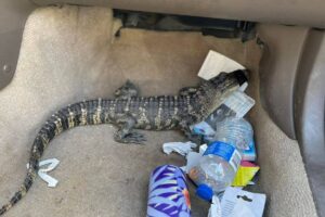 Motorista é flagrado levando jacaré vivo no assoalho do carro na Califórnia
