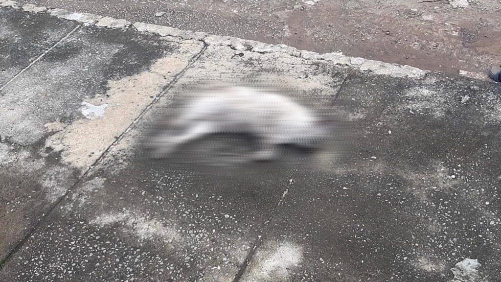 Em geral, o responsável pelos crimes atenta contra gatos que vivem nas ruas.