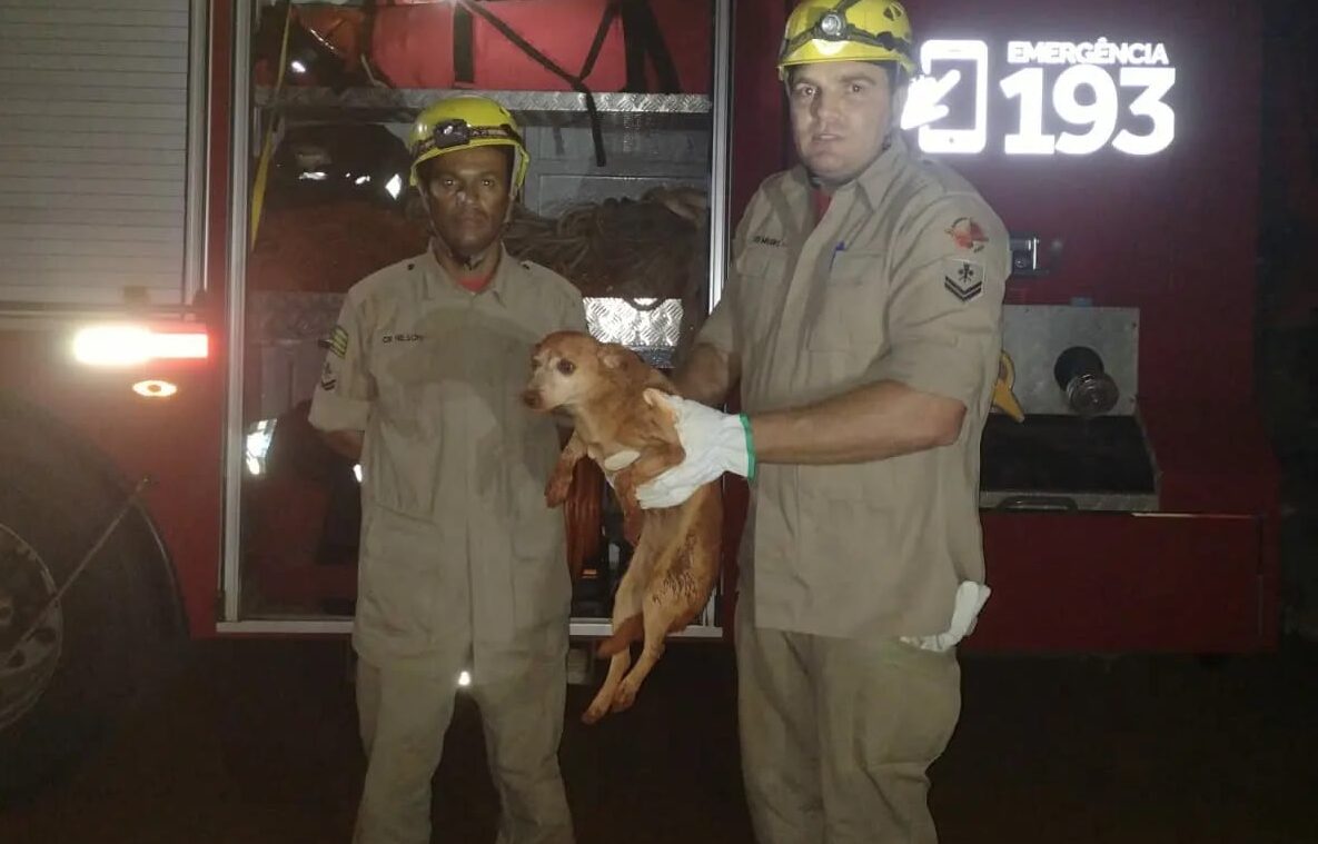 Bombeiros resgatam cachorro que caiu em buraco de seis metros em Goianésia