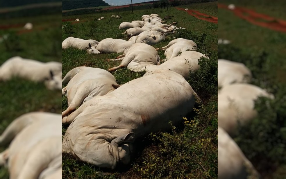 Segundo pecuarista, prejuízo chega a cerca de R$ 170 mil. Fio de energia cai em pasto e mata 34 vacas, na cidade de Caçu