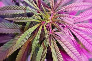 Pesquisadores indicam que planta seja usada para diminuir desigualdade de prazer Maconha aumenta desejo sexual e intensidade do orgasmo