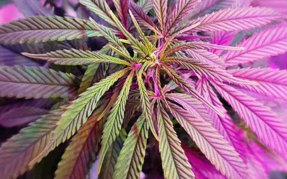 Pesquisadores indicam que planta seja usada para diminuir desigualdade de prazer Maconha aumenta desejo sexual e intensidade do orgasmo