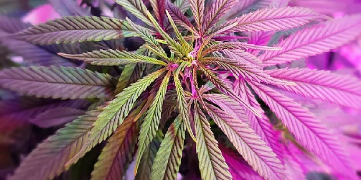 Pesquisadores indicam que planta seja usada para diminuir desigualdade de prazer Maconha aumenta desejo sexual e intensidade do orgasmo