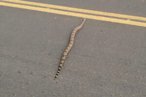 Jiboia é resgatada enquanto atravessava GO-403, em Senador Canedo