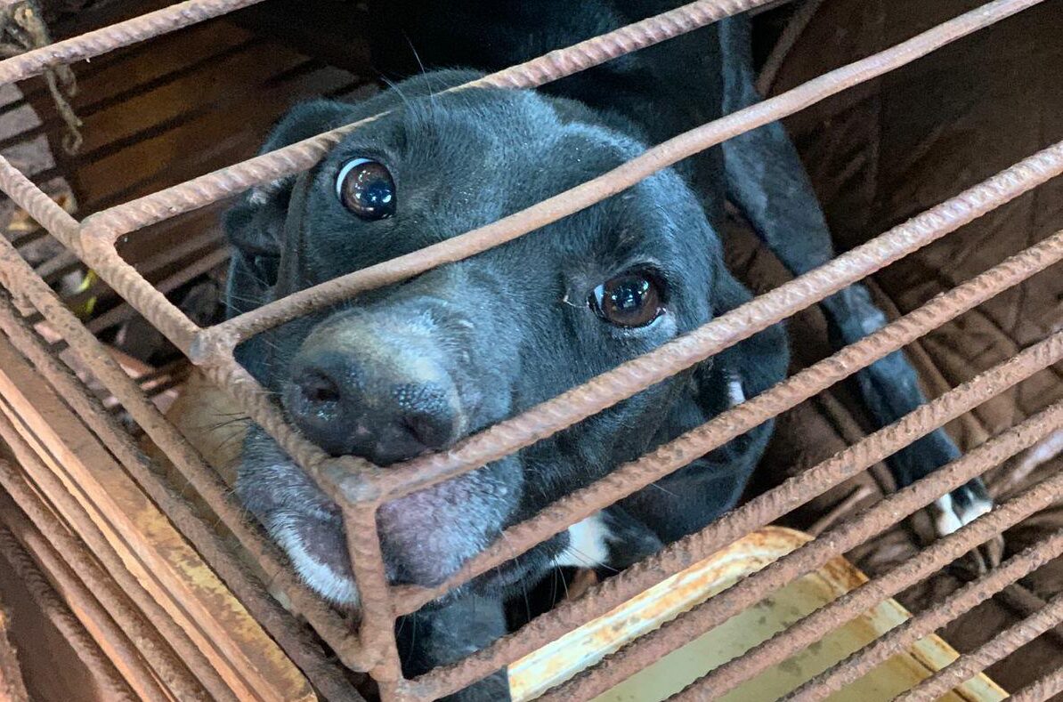 Homem é preso por manter cadela em gaiola de ferro sem água e alimento em Goiânia (Foto: Polícia Civil)