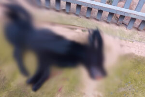 Homem é preso após espancar cachorro que entrou na garagem dele, em Formosa