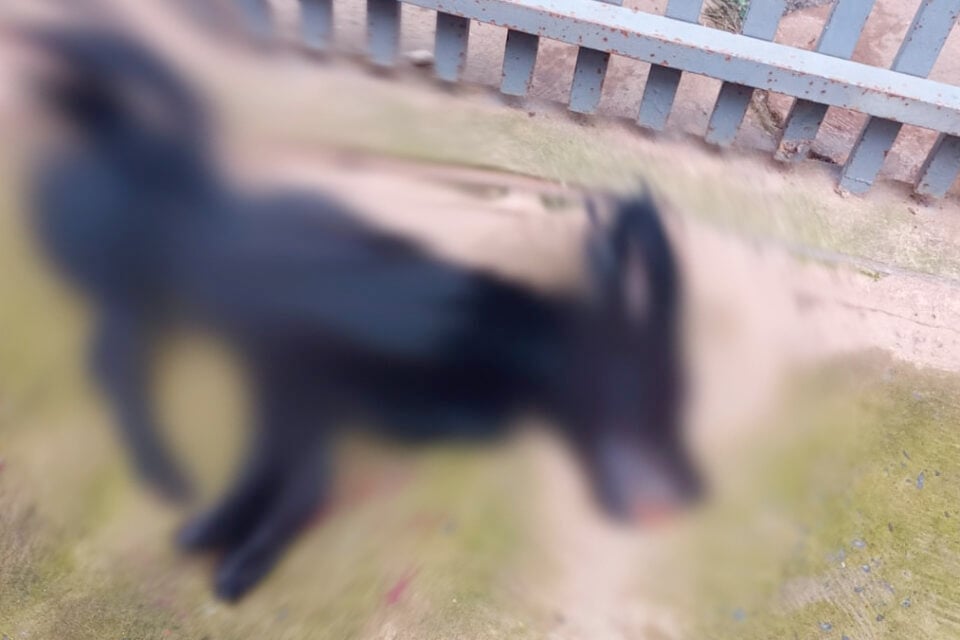 Homem é preso após espancar cachorro que entrou na garagem dele, em Formosa