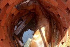 Bombeiros resgatam cavalo que caiu em fossa em Senador Canedo