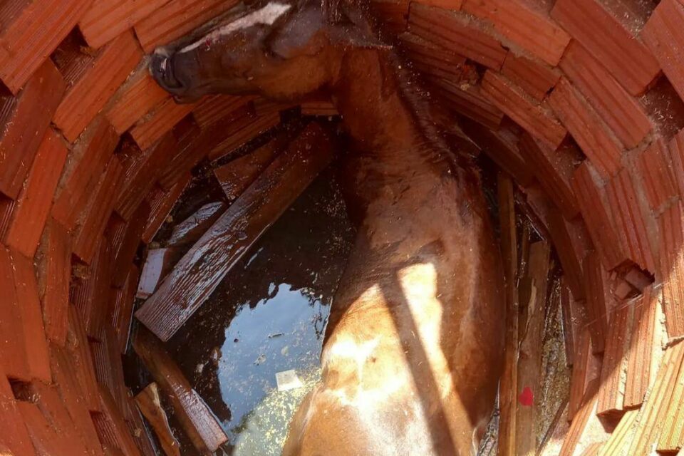 Bombeiros resgatam cavalo que caiu em fossa em Senador Canedo