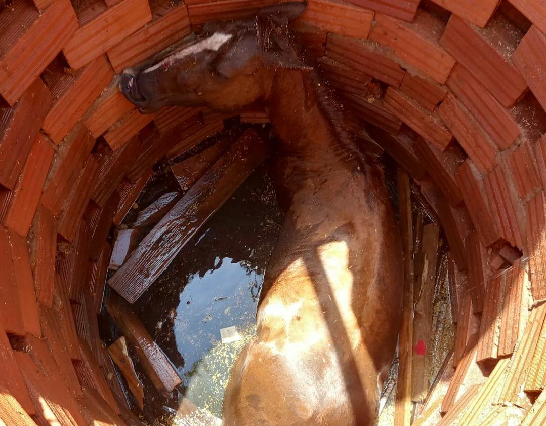 Bombeiros resgatam cavalo que caiu em fossa em Senador Canedo