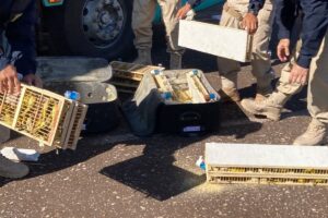PRF apreende 200 pássaros transportados em bagageiro de ônibus, em Rio Verde (GO) (Foto: PRF)