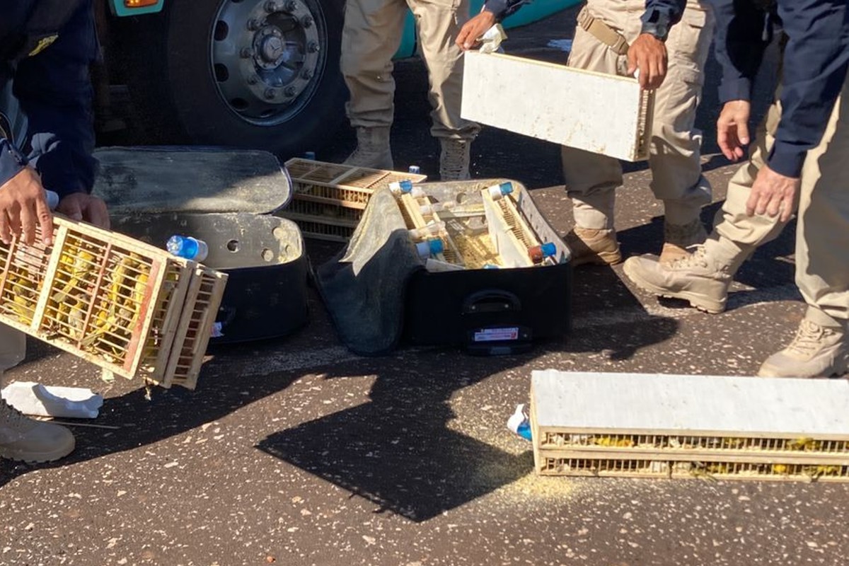 PRF apreende 200 pássaros transportados em bagageiro de ônibus, em Rio Verde (GO) (Foto: PRF)