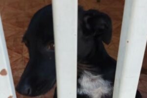 Cadela estava abandonada sem água e comida em casa vazia há três dias (Foto: Divulgação - PCGO)