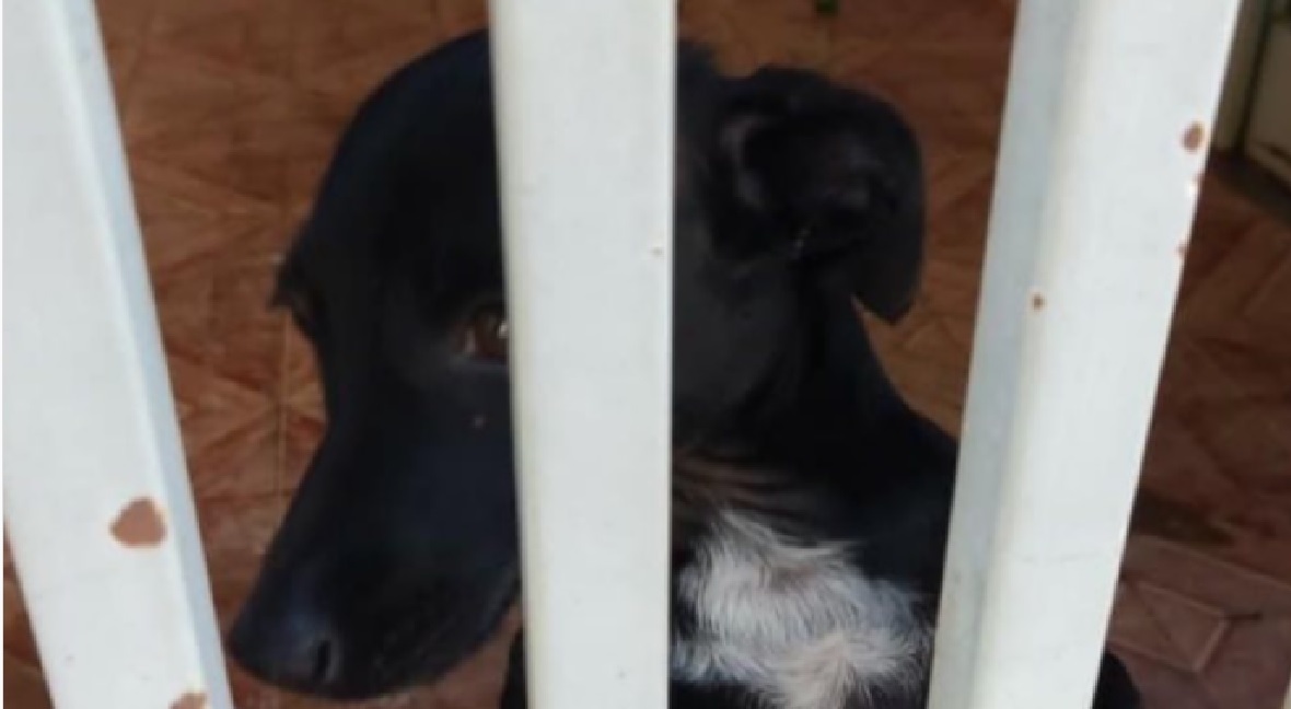 Cadela estava abandonada sem água e comida em casa vazia há três dias (Foto: Divulgação - PCGO)