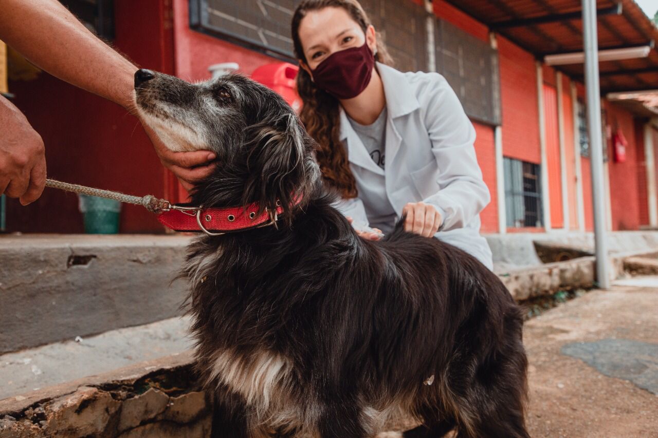 Castração e vacinação antirrábica será disponibilizada gratuitamente em Anápolis Foto: Ana Laura Zanni/Prefeitura