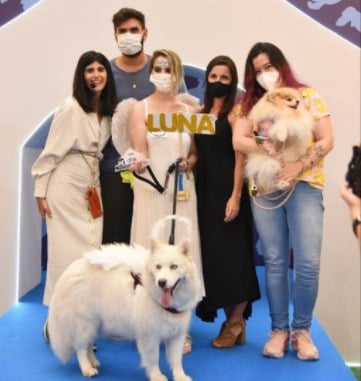 Evento aconteceu durante o Pet Day no Shopping Higienópolis. Cachorros participam de concurso de fantasias em São Paulo; veja fotos