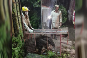 Bombeiros resgatam tamanduá em quintal de casa, em Morrinhos (GO)